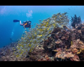 Diving at Tunku Marine Park