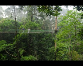 3D2N Danum Valley Field Centre