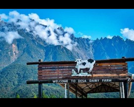 Desa Dairy Cattle Farm Kundasang (Entrance fee)