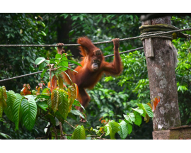 Explore Sepilok Orangutan Centre in Sandakan