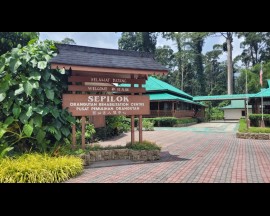 Explore Sepilok Orangutan Centre in Sandakan