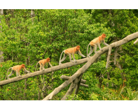 Proboscis Monkey & Fireflies Cruise (Klias/Bongawan/Kawa/Weston)