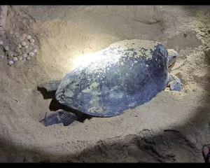 Selingan Turtle Island and Sepilok wildlife tour