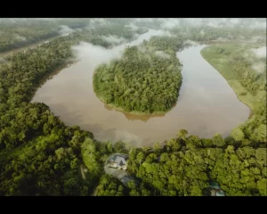 Aerial view of the Kinabatangan River rainforest