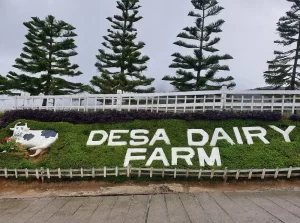 Desa Dairy Farm in Kundasang below Mount Kinabalu