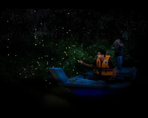 Firefleis website pic 1