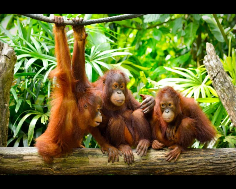 Sepilok orangutan and Kota Kinabalu city tour