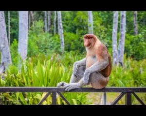 Sepilok orangutan and Kota Kinabalu city tour