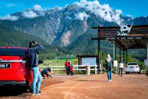 Visitors at Desa Dairy Farm with Mount Kinabalu in the background