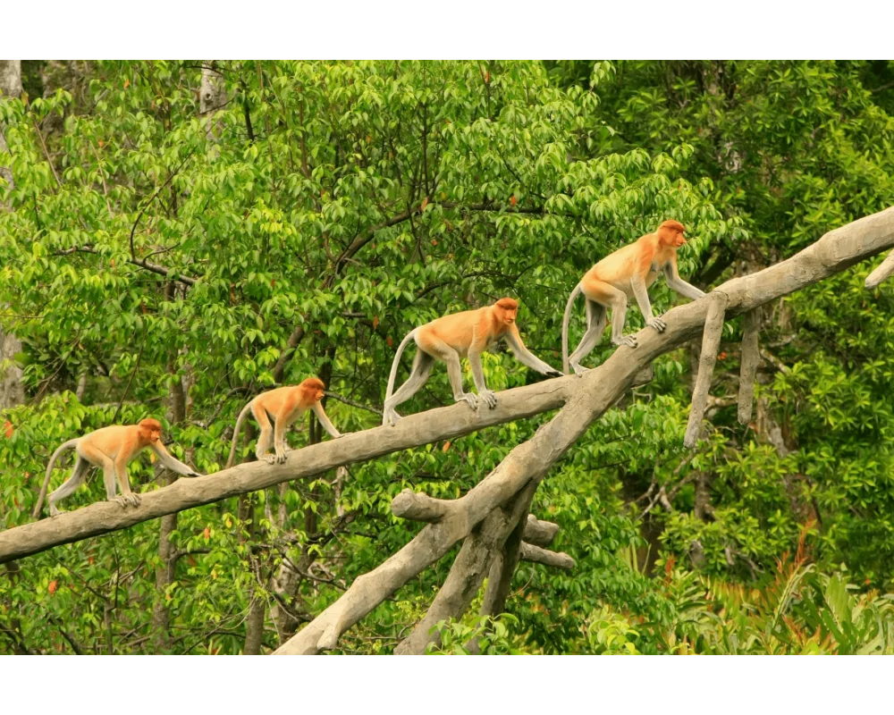 Proboscis monkeys on a tree branch