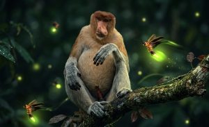 Proboscis monkey with glowing fireflies