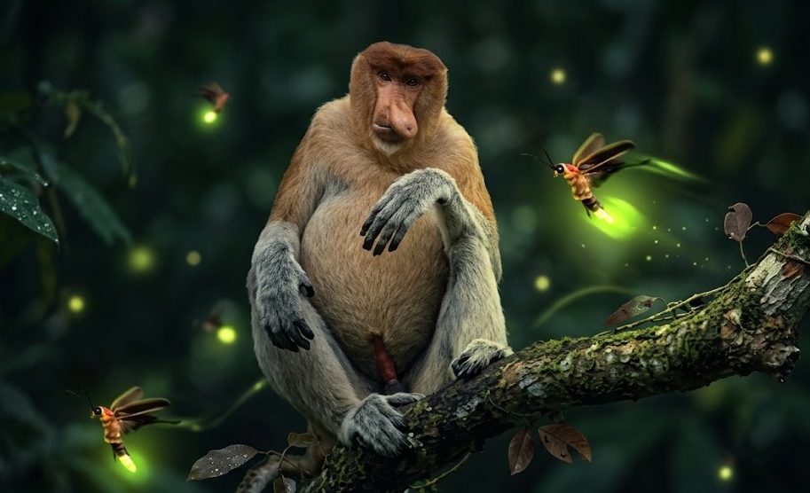 Proboscis monkey with glowing fireflies