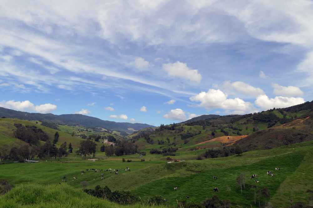 Green highland pasture in Sabah