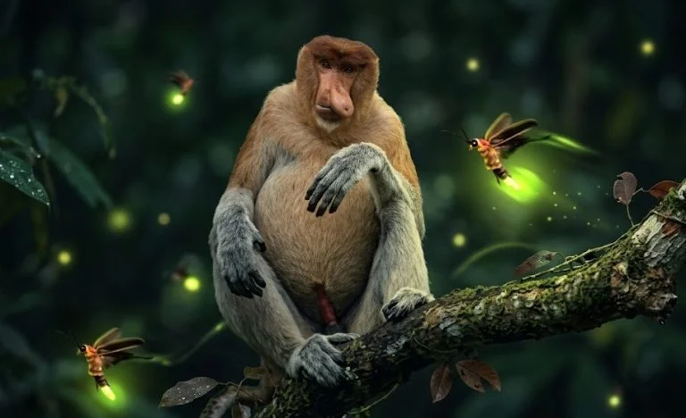 Bongawan Proboscis Monkey