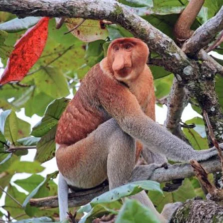 Klias Proboscis Monkey