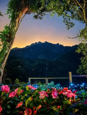 Colorful pink flowers in the foreground of a forested mountain silhouette beneath a warm sunset sky