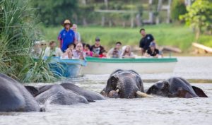 Pygmy elephants crossing the Kinabatangan River