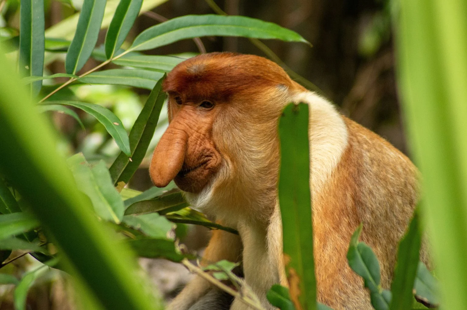 Kawa-Kawa Proboscis Monkey