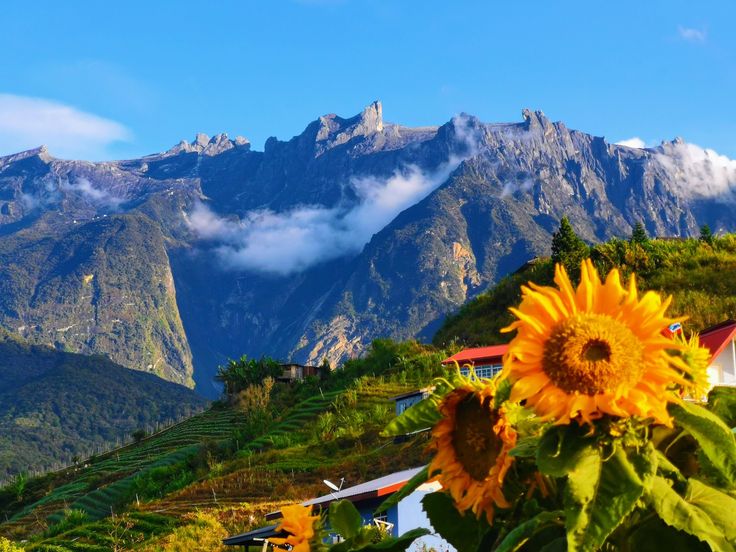Sunflowers with Mount Kinabalu in the background