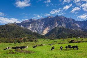 (Private) Desa Dairy Farm, Poring Hot Spring & Kinabalu Park