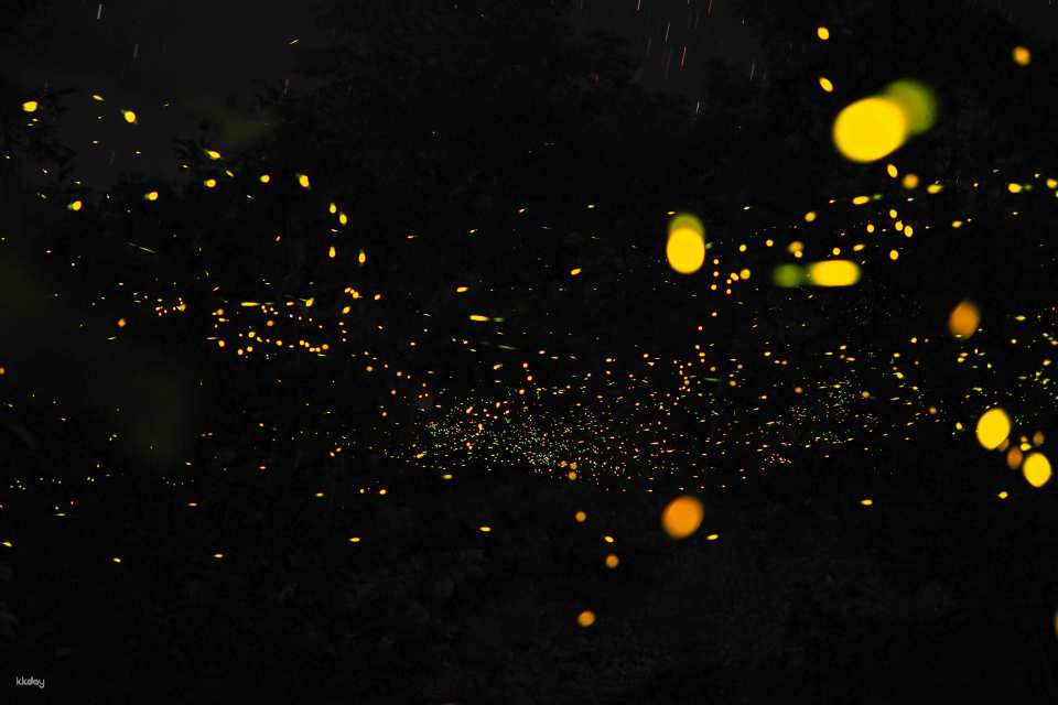 fireflies at the night